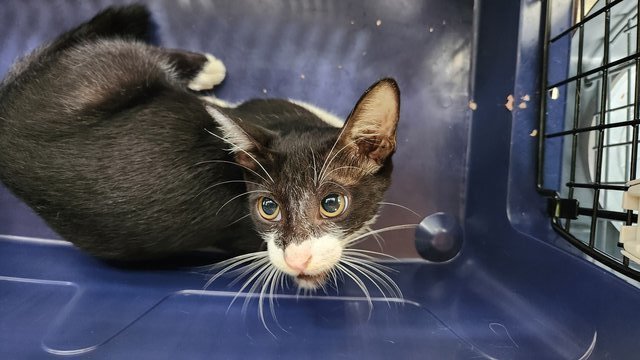 Leia - Tuxedo + Domestic Short Hair Cat