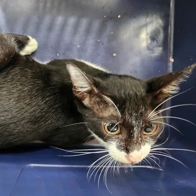 Leia - Tuxedo + Domestic Short Hair Cat