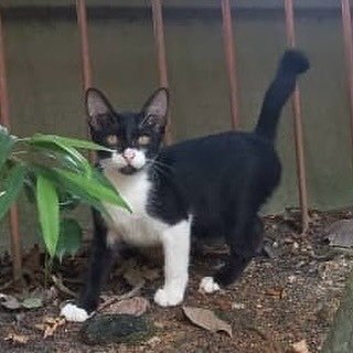 Leia - Tuxedo + Domestic Short Hair Cat