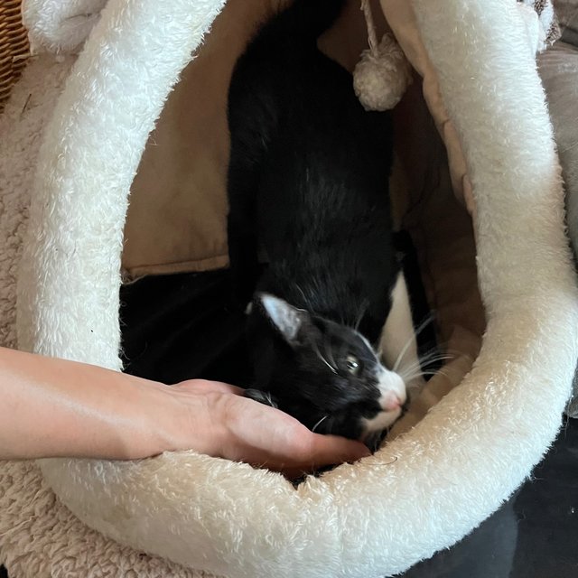 Leia - Tuxedo + Domestic Short Hair Cat