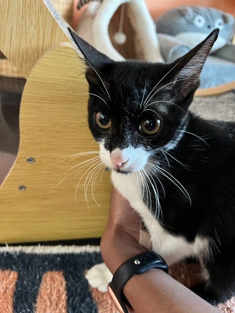 Leia - Tuxedo + Domestic Short Hair Cat