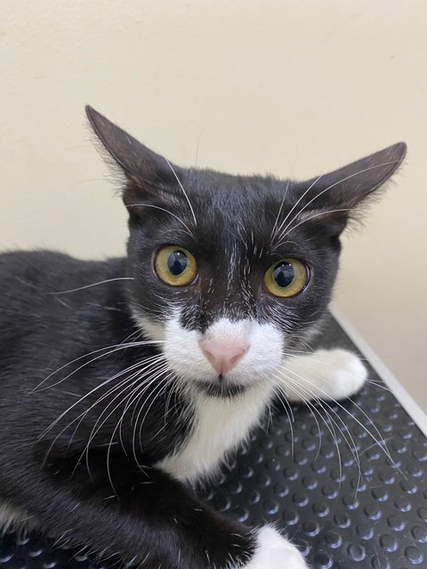 Leia - Tuxedo + Domestic Short Hair Cat