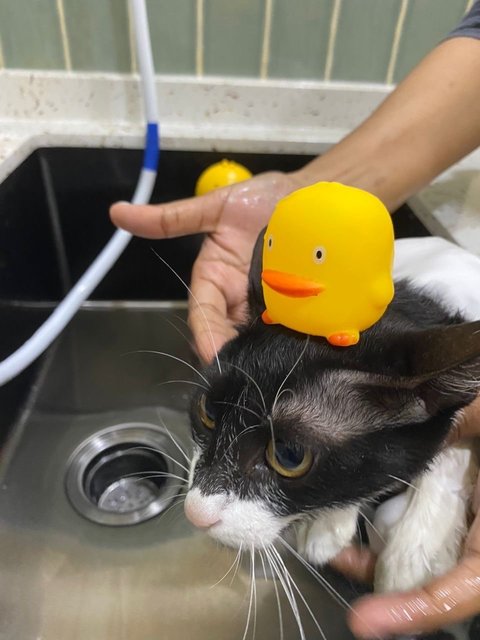 Leia - Tuxedo + Domestic Short Hair Cat