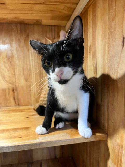 Leia - Tuxedo + Domestic Short Hair Cat