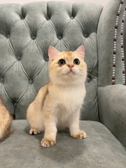 Bsh Golden - British Shorthair Cat