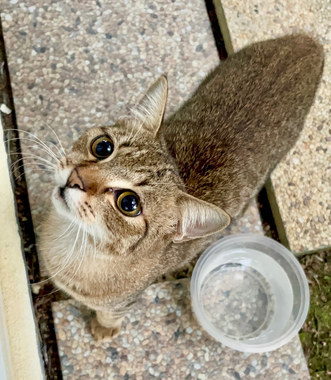 Simba🦁✨ - Domestic Short Hair Cat