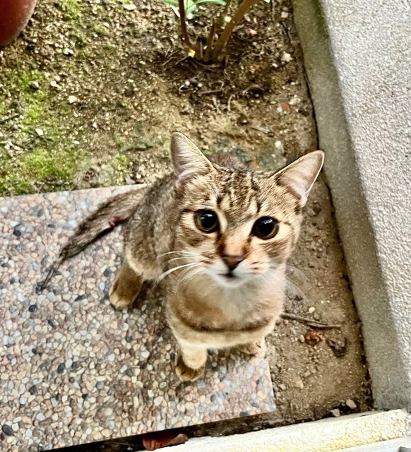 Simba🦁✨ - Domestic Short Hair Cat