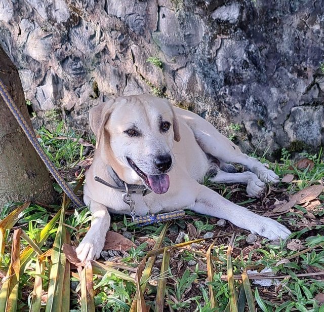 Whitey relaxing in the garden