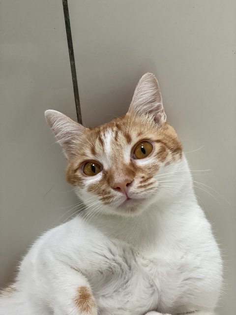 Cato (Temporary) - Domestic Short Hair Cat