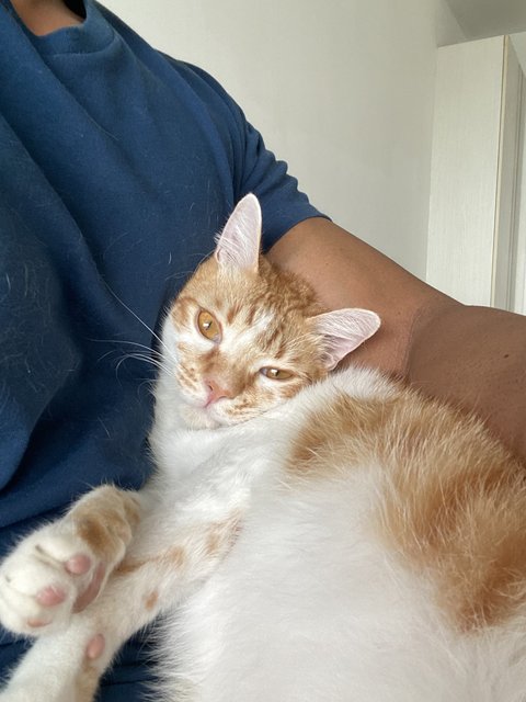 Cato (Temporary) - Domestic Short Hair Cat