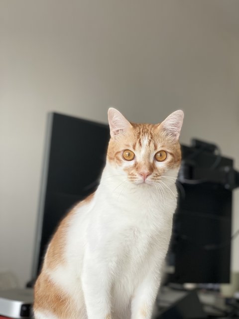 Cato (Temporary) - Domestic Short Hair Cat