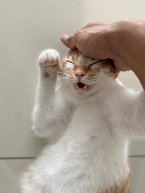 Cato (Temporary) - Domestic Short Hair Cat