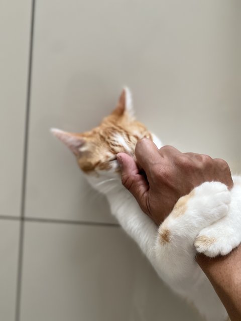 Cato (Temporary) - Domestic Short Hair Cat