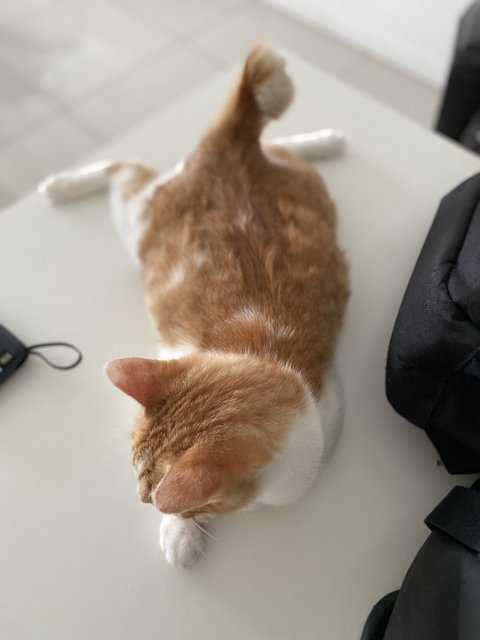 Cato (Temporary) - Domestic Short Hair Cat