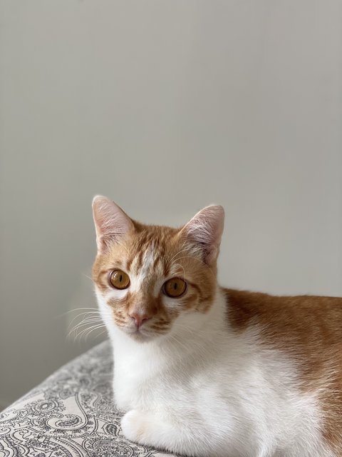 Cato (Temporary) - Domestic Short Hair Cat