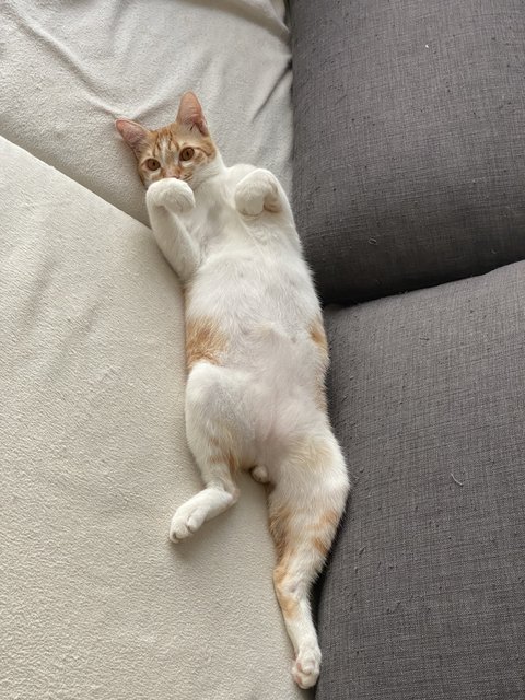 Cato (Temporary) - Domestic Short Hair Cat