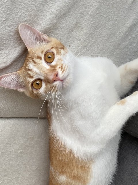 Cato (Temporary) - Domestic Short Hair Cat