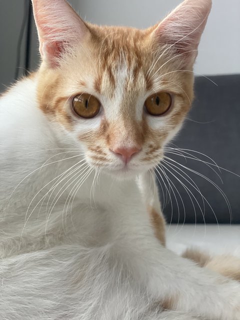 Cato (Temporary) - Domestic Short Hair Cat