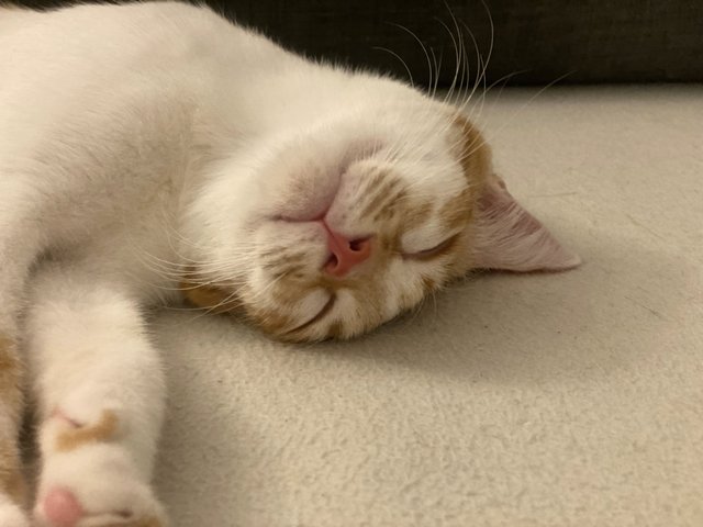 Cato (Temporary) - Domestic Short Hair Cat