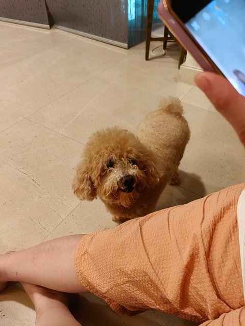 Mickey - Poodle Dog