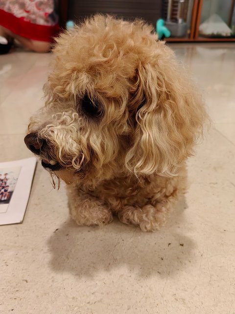 Mickey - Poodle Dog