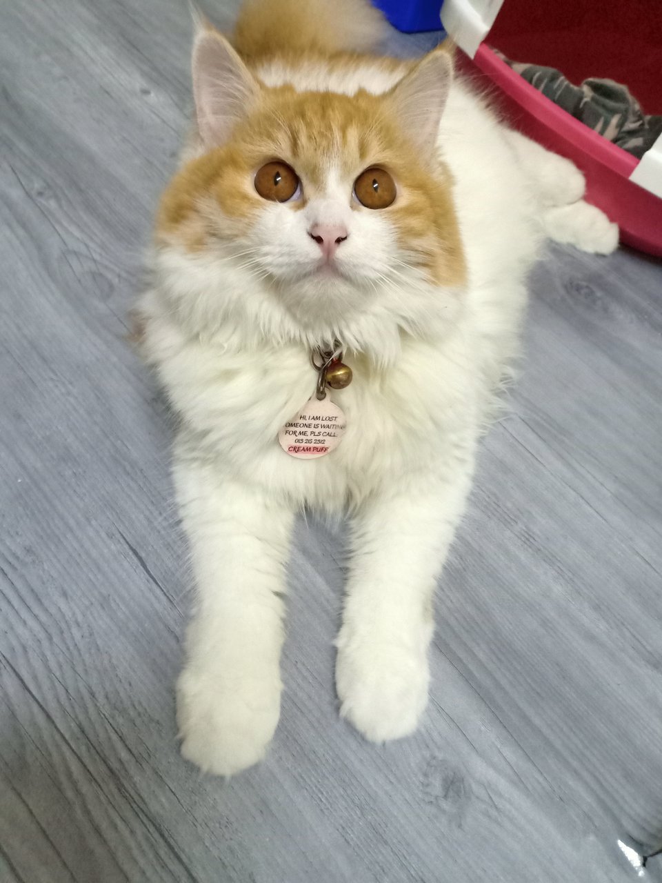 Creampuff - Persian + Domestic Long Hair Cat