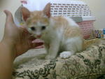 Orange White (Adopted)