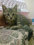 Tabby (Female) - Booked