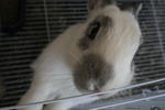 Boboy - Angora Rabbit Rabbit