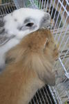 Boboy - Angora Rabbit Rabbit