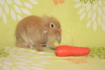 Gegirl - American Fuzzy Lop Rabbit