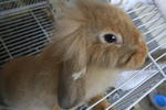 Gegirl - American Fuzzy Lop Rabbit