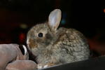 Baby - Angora Rabbit Rabbit