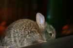 Baby - Angora Rabbit Rabbit