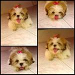 Dingding - Shih Tzu Dog