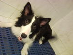 Border Collie - Border Collie Dog