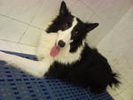 Border Collie - Border Collie Dog