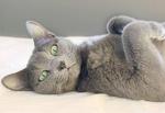 Real Russian Blue breed cat - for comparison, you can look how similar he is with our Smokey