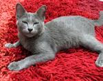 Smokey - 'russian Blue Look' - Domestic Short Hair Cat