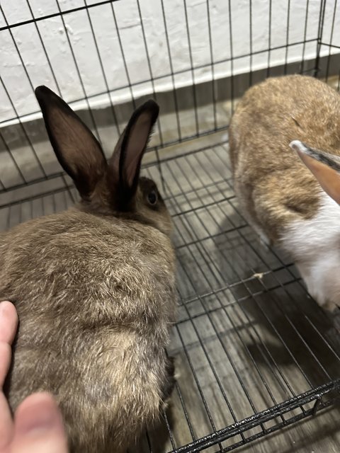 Carrot &amp; Apple  - Bunny Rabbit Rabbit