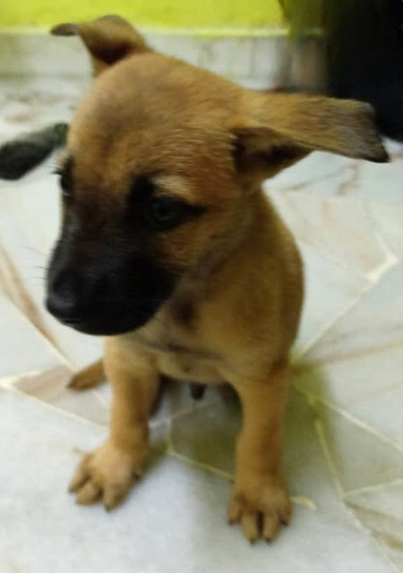 Puppy - Mixed Breed Dog