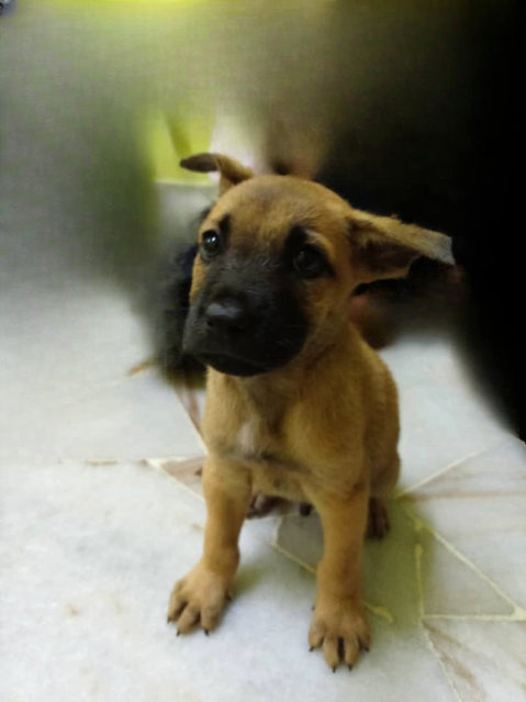 Puppy - Mixed Breed Dog