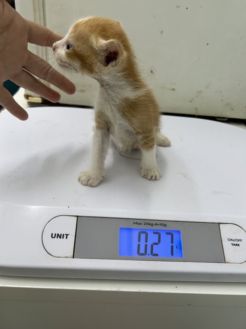 Stray Bb Kittens  - Domestic Short Hair Cat