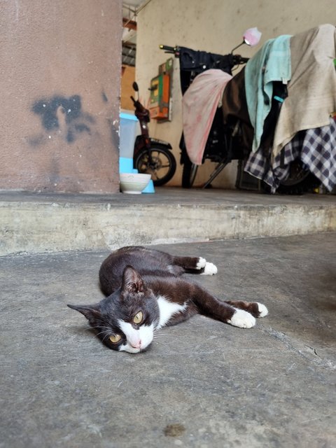 Oreo - Tuxedo Cat