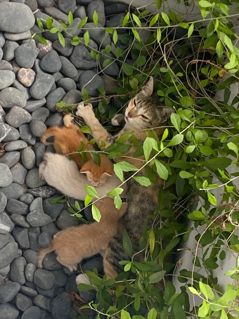 Belang N The Gangs - Domestic Short Hair Cat