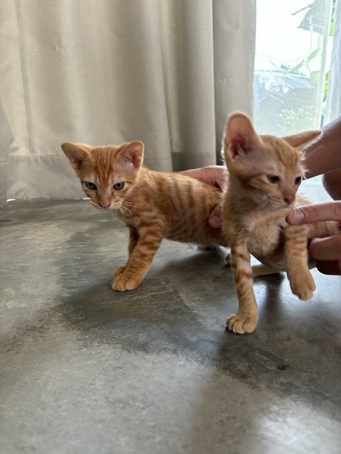 Simba &amp; Seafood Guy  - Domestic Short Hair Cat