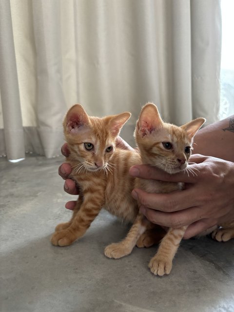 Simba &amp; Seafood Guy  - Domestic Short Hair Cat