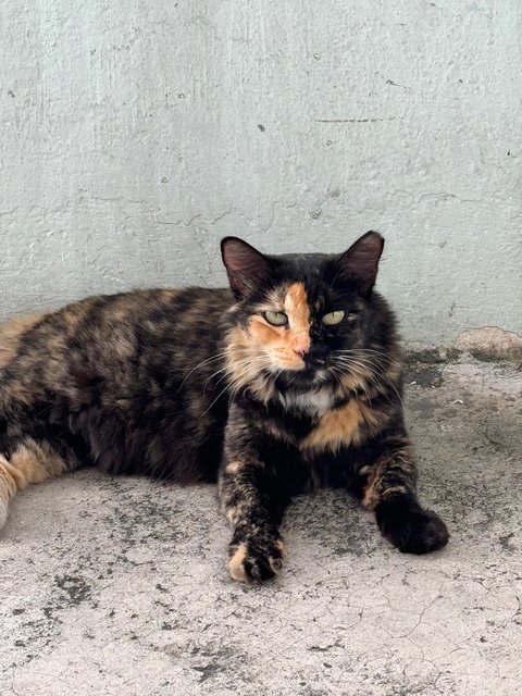 Banban - Tortoiseshell Cat