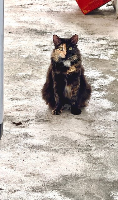 Banban - Tortoiseshell Cat