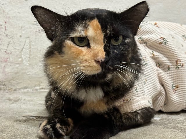 Banban - Tortoiseshell Cat